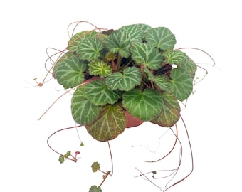 BubbleBlooms Harmony's Strawberry Begonia, 4 inch, Saxifraga stolonifera, Rare House Plant