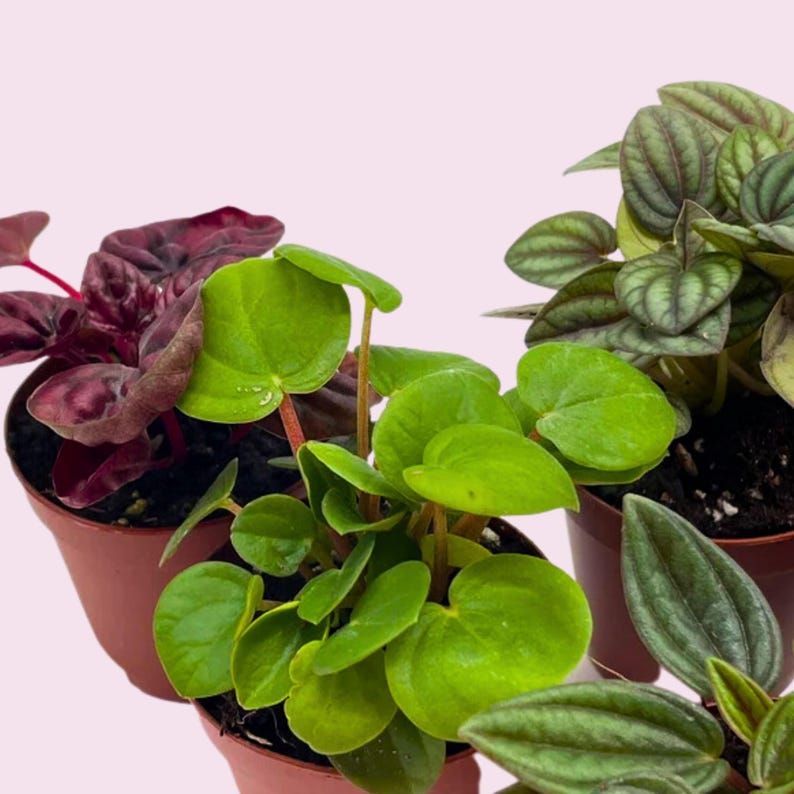 BubbleBlooms Peperomia Assortment - Thumbnail 5