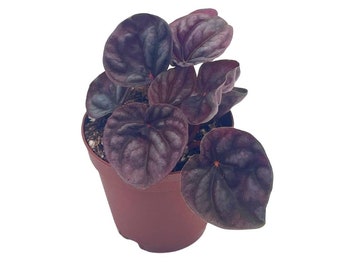 Red Peperomia caperata, Red Emerald Ripple, Frost, Platinum, in a 2 inch Pot Tiny Mini Pixie Plant