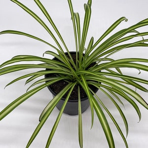 Spider Plant, Chlorophytum comosum, Ribbon Plant, in a 4 inch Pot,