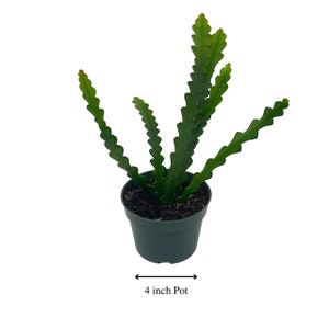 Fish Bone Climbing RIC Rac Cactus, 4 inch, weberocereus imitans