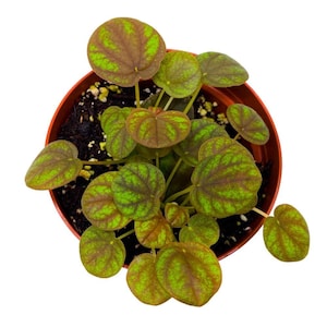 May include: A potted plant with round, green and brown leaves. The leaves have a mottled pattern and are arranged in a cluster.