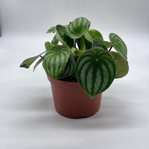 Watermelon Peperomia, 6 inch, Peperomia Argyreia (Sandersii) Water Melon Begonia