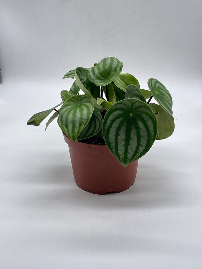 Watermelon Peperomia, 6 inch, Peperomia Argyreia (Sandersii) Water Melon Begonia