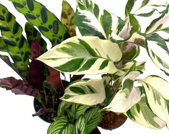 Calathea Assortment Set, 4 inch pots, Set of 3, Prayer Plant Variety, Great Indoor Houseplants, Rattlesnake, Stella, Medallion, Vittata