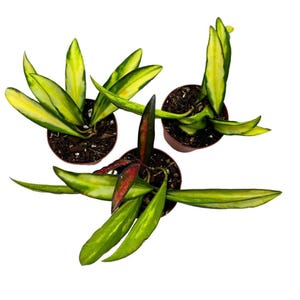 May include: Three potted Hoya plants with long, variegated green and yellow leaves. One plant has red-tinged leaves. The plants are in small brown pots, set against a white background. The leaves are long and pointed.