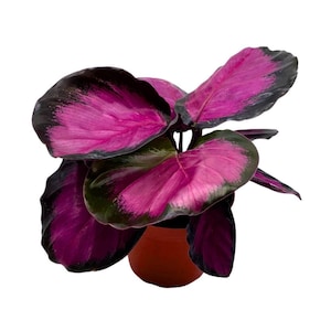 May include: A pink and green houseplant with large, patterned leaves in a brown pot.