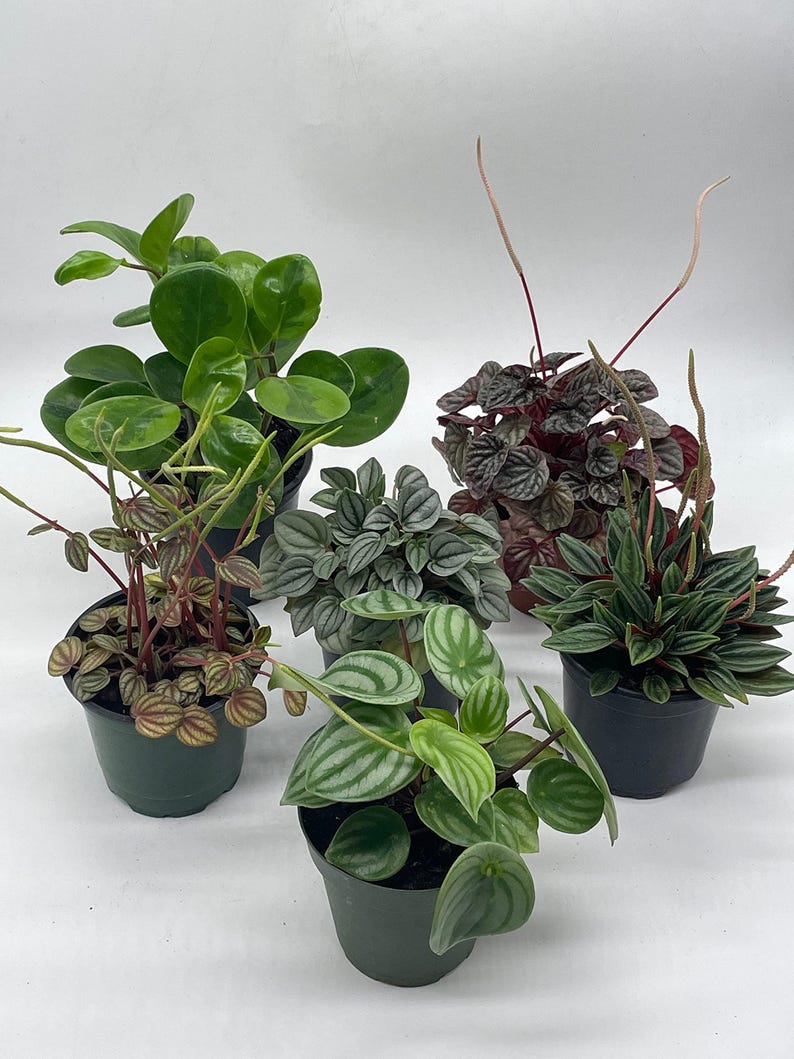 BubbleBlooms Peperomia - Thumbnail 5