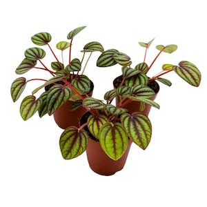 May include: Three small potted plants with green leaves and red veins. The plants are in brown pots.