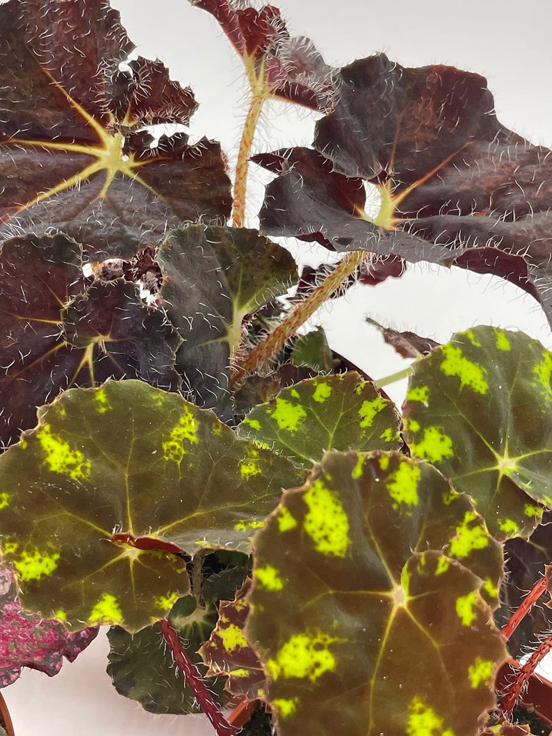 BubbleBlooms Harmony's Begonia Rex Assortment, Warm Colorful Summer, 4 inch, Set of 3, Painted-Leaf Begonia, Unique Homegrown Exclusive,