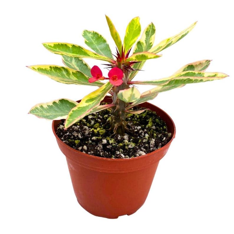 BubbleBlooms Crown of Thorns - Thumbnail 5