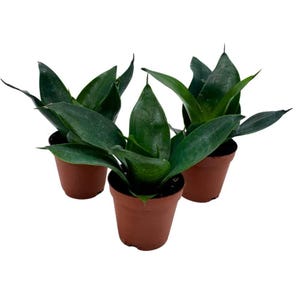 May include: Three potted snake plants with dark green leaves in brown pots. The plants are arranged in a triangular shape.