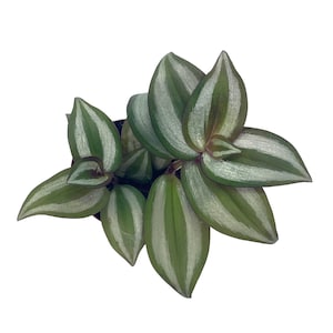 May include: Overhead view of a potted Wandering Jew plant. The leaves are a vibrant green with silver stripes, creating a striking contrast. The plant is in a black pot, set against a clean white background. The leaves have a slight sheen.