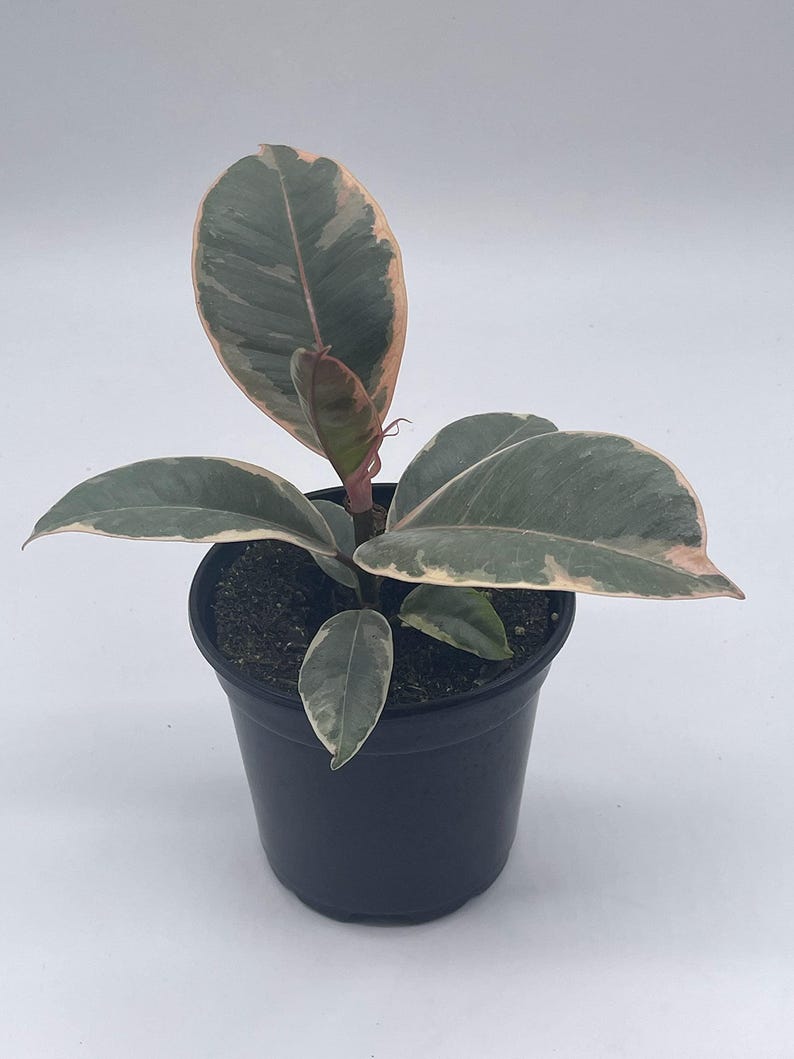 BubbleBlooms Ficus Tineke - Thumbnail 2