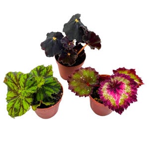 May include: Three potted begonia plants with distinct leaf patterns. One has dark green and black leaves, another has green and brown leaves, and the third features pink, green, and white leaves. The plants are in small brown pots.