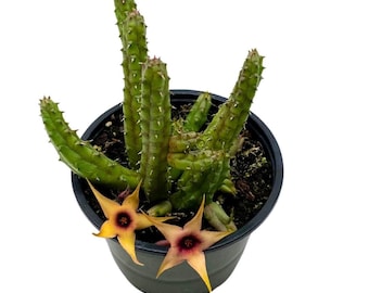 Stapelia Procumbens, 4 inch, Huernia Procumbus, Starfish Cactus Orbea