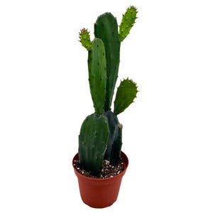 May include: A potted prickly pear cactus with several green, flat pads and smaller, spiky offshoots. The cactus is planted in a small, brown plastic pot. The plant has a vibrant green color and is set against a white background.