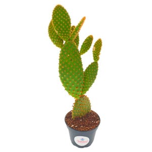 May include: A green cactus plant with orange-tinged pads in a black plastic pot. The cactus is growing upright and has several branches.