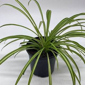 Spider Plant, Chlorophytum comosum, Ribbon Plant, in a 4 inch Pot,