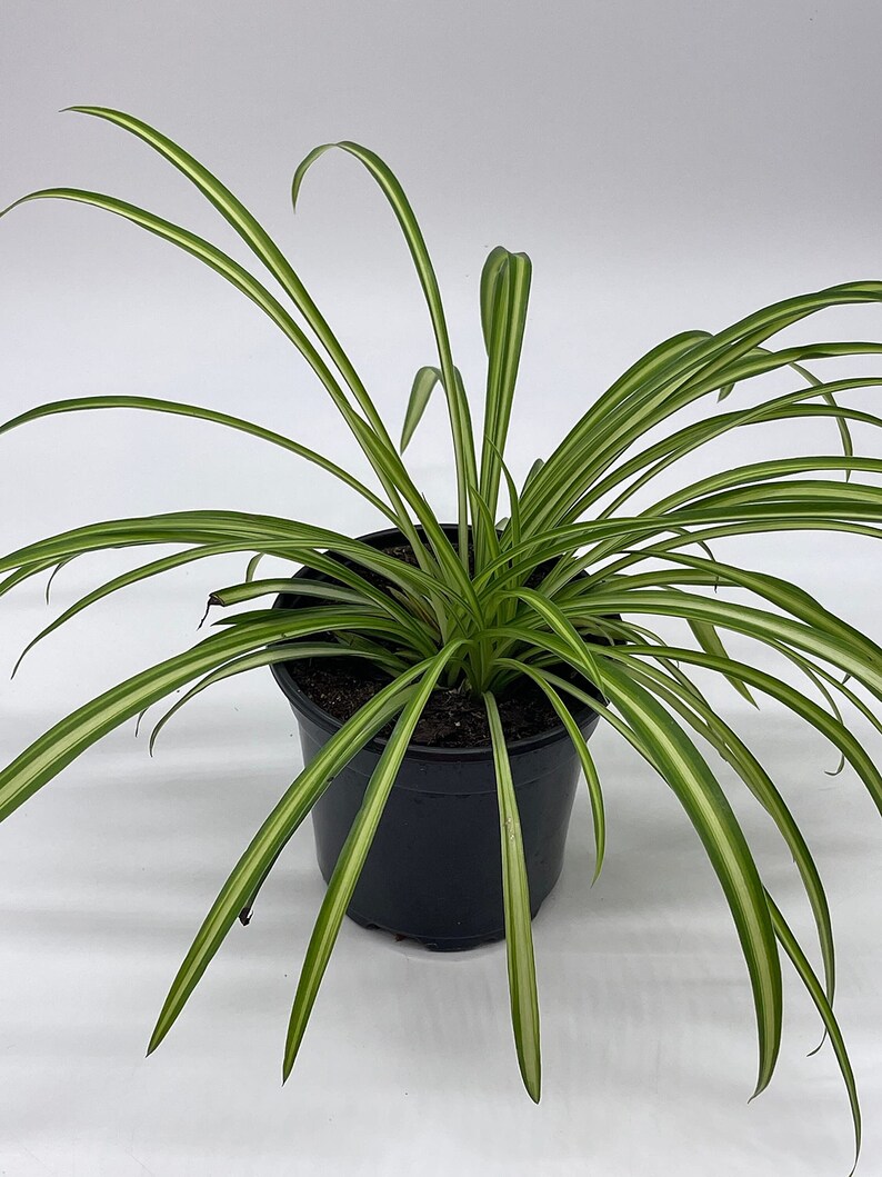 Spider Plant, Chlorophytum comosum, Ribbon Plant, in a 4 inch Pot,