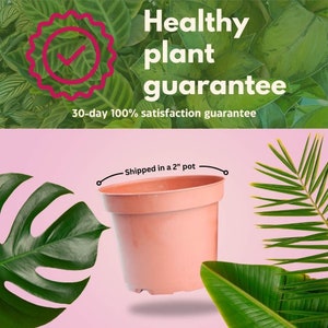 May include: A pink plastic pot with a green checkmark in a circle, a 30-day 100% satisfaction guarantee, and the text "Healthy plant guarantee".