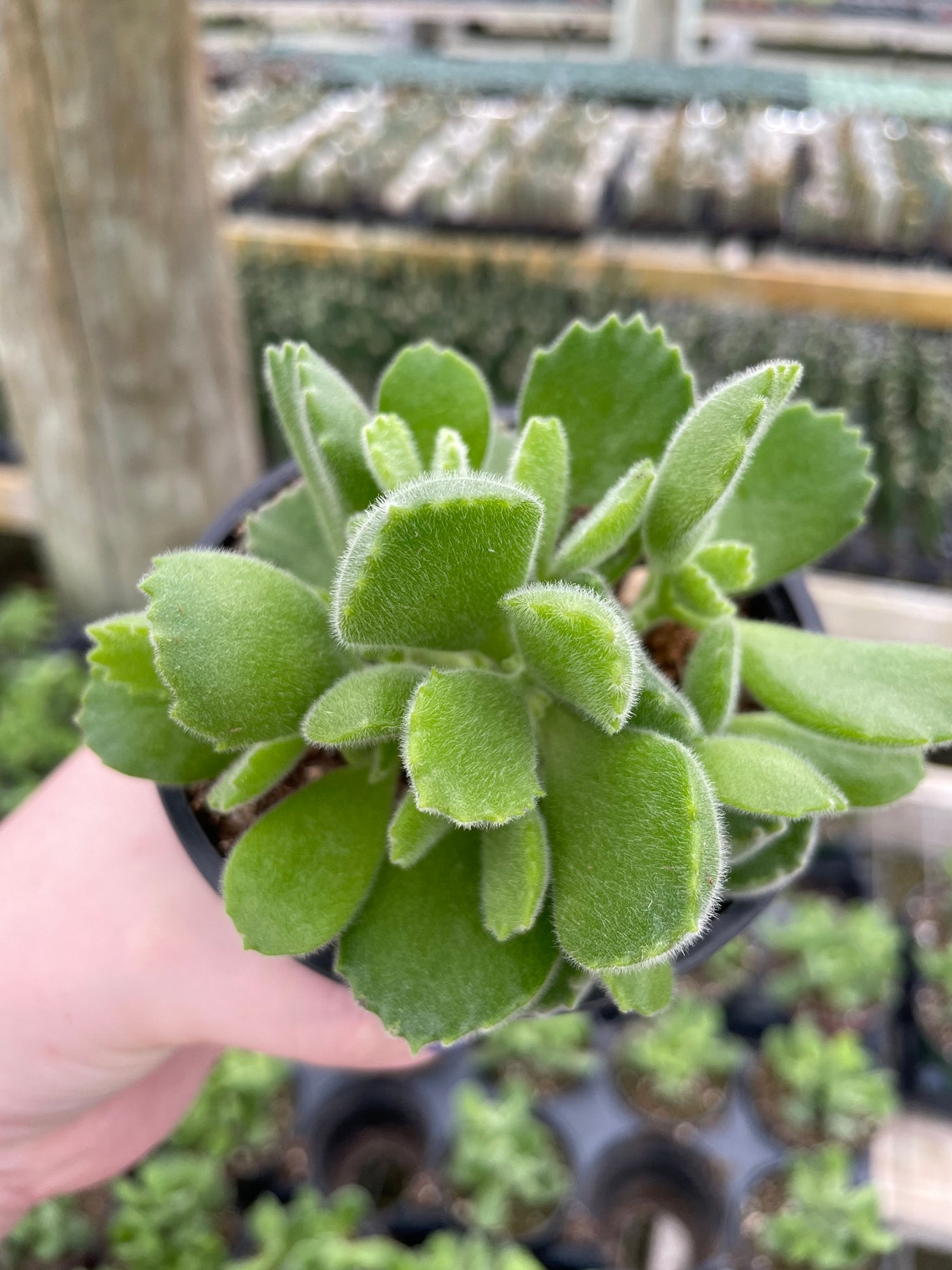 baby bear paw succulent