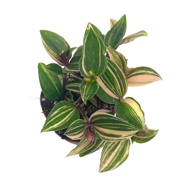 Tradescantia Quadricolor, Wandering Jew Zebrina Variegated, Rare Exotic 2 inch Tiny Mini Pixie Plant