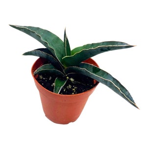 Samurai Dwarf 4 inch Sansevieria Robusta Blue, Narrow Crinkle Exotic Star Snake Plant