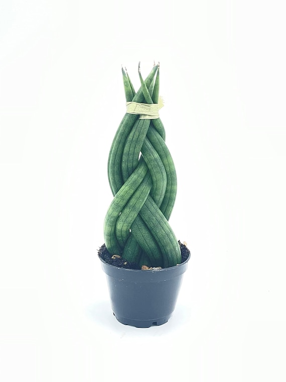 glass vase for plants Wall Cup Glass Vase | Modern Hanging Vase main image 1