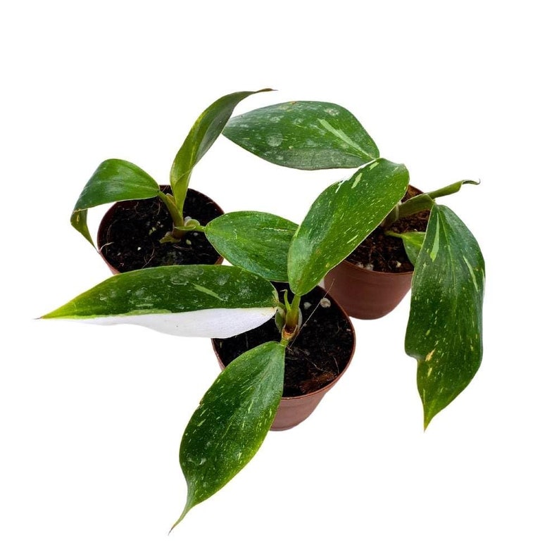 Philodendron White Knight 2 inch Set of 3 Rare Variegated Philo Tiny Mini Pixie Plants