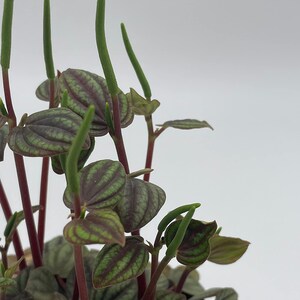 Peperomia Piccolo Banda, albovittata,4 inch Pot, Rare Mixed Frost peperomia