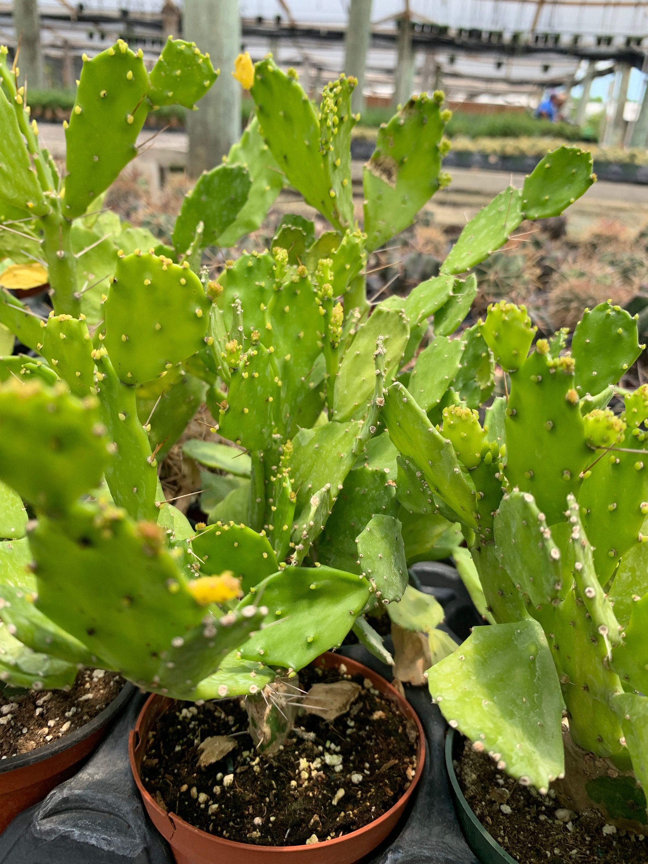 brazilian prickly pear