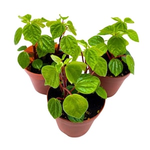 May include: Three small potted plants with green leaves and red stems. The plants are in brown pots and are arranged in a triangular shape.