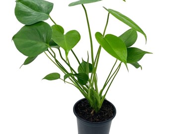 Monstera Deliciosa, Split Leaf philodendron, Huge Very Well Grown in 4 inch Pot