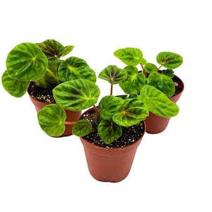 May include: Three small potted plants with green and red leaves. The plants are in brown pots and are arranged in a triangular shape.