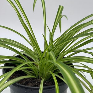 Spider Plant, Chlorophytum comosum, Ribbon Plant, in a 4 inch Pot,