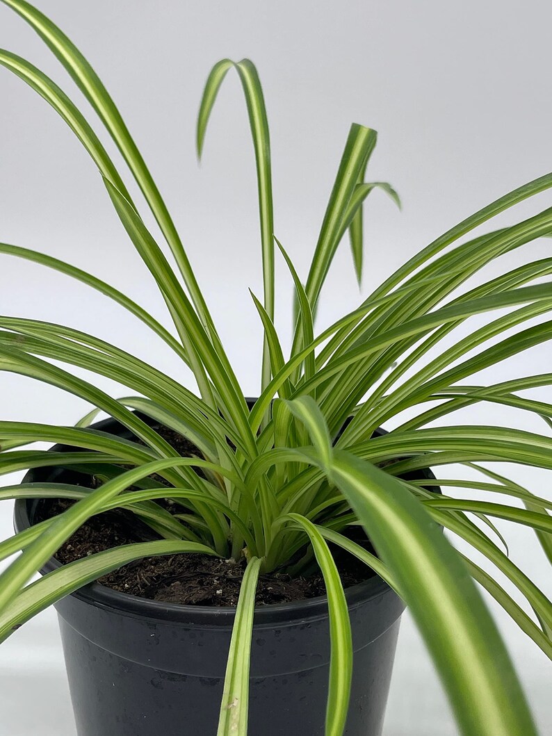 Spider Plant, Chlorophytum comosum, Ribbon Plant, in a 4 inch Pot,