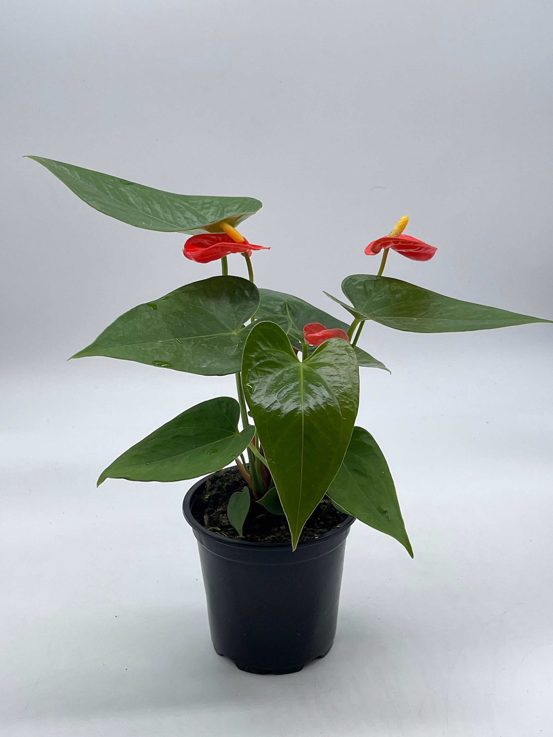 Painter's-palette (anthurium andraeanum)