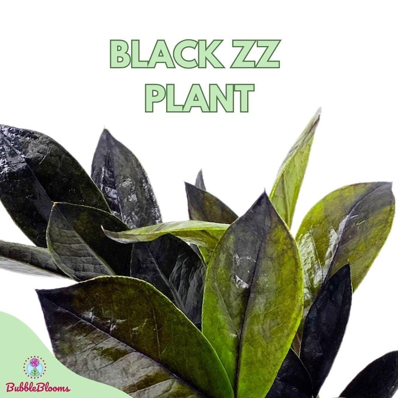 BubbleBlooms Zamioculcas Zamiifolia - Thumbnail 5
