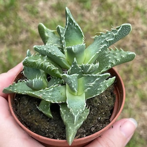 May include: A small green succulent plant with spiky leaves growing in a brown pot.