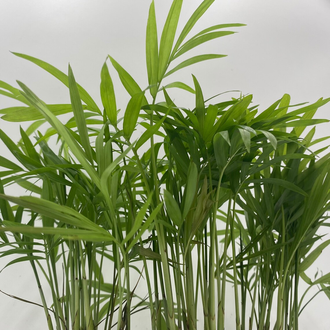 Bamboo Palm Palma Areca Reed Palm Clustered Parlor Palm Etsy