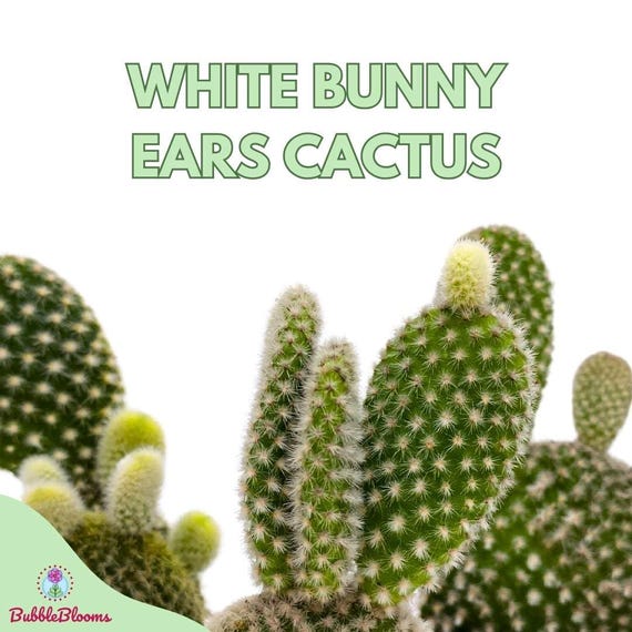 White Bunny Ears Cactus, 2 Inch Set of 3, Opuntia Microdasys, Angel's Wings  Tiny Mini Pixie Plants - Etsy