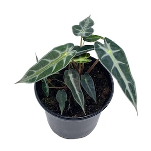 May include: A potted Alocasia plant with dark green leaves and prominent white veining. The plant is in a black plastic pot, set against a white background. The leaves have a unique arrowhead shape, adding to its decorative appeal.