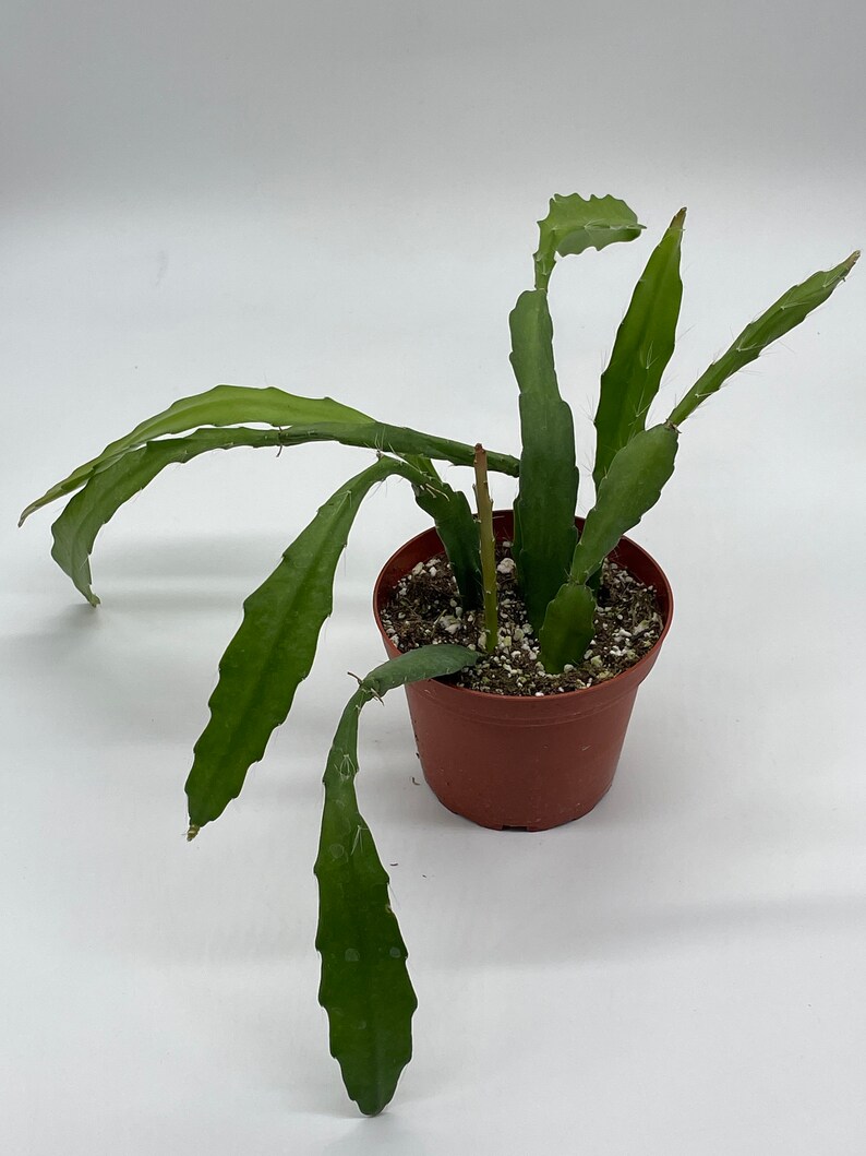 thumbnail image 2 of Rare Disocactus Nelsonii (Epiphyllum Chiapasia) – 4" Pot, Pink Flowering Cactus 2 of 2