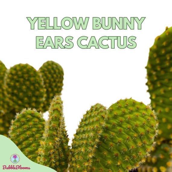 Yellow Bunny Ears Cactus, 2 Inch Set of 3, Opuntia Microdasys, Angel's  Wings Tiny Mini Pixie Plants - Etsy