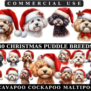Pacchetto Clipart Cavapoo di Natale ad acquerello, Pozzanghera Cockapoo Maltipoo Natale PNG, Animali Natale, Razze di cani, Ritratti di animali domestici di Natale