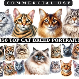 Chat races PNG Bundle, aquarelle peinte à la main chatons Clipart PNG, clipart chats, animaux clipart, aquarelle animaux, téléchargement numérique