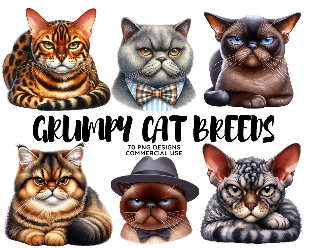 Grumpy Cat Breeds Clipart Bundle: 70 Funny Cat Portraits (PNG, SVG, JPG ...
