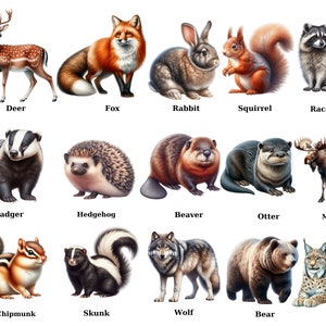 Animais da floresta Clipart Aquarela Floresta Veado Raposa Coelho Esquilo Guaxinim Texugo Ouriço Castor Lontra Alce Esquilo Skunk Lobo Urso Lince