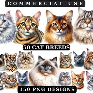 Bundle PNG de chats réalistes, chats Clipart PNGs, clipart chats, clipart animaux, aquarelles animaux, téléchargement immédiat